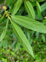 Boehmeria densiflora