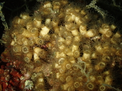 Cladocora caespitosa