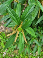 Boehmeria densiflora