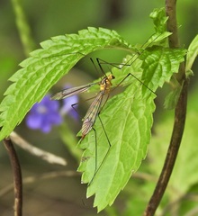 Nephrotoma australasiae