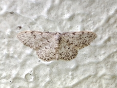 Idaea cervantaria