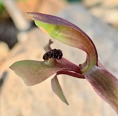 Chiloglottis trapeziformis