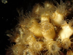 Cladocora caespitosa