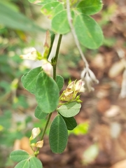 Lespedeza chinensis