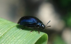 Plagiodera versicolora