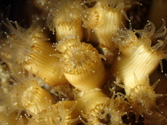 Cladocora caespitosa