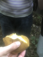 Xerocomus subtomentosus