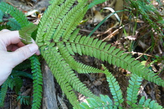 Arachniodes aristata image