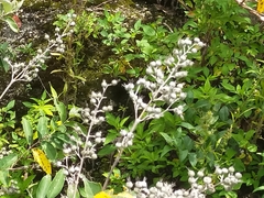 Deutzia pulchra