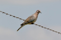 Streptopelia senegalensis