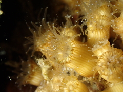 Cladocora caespitosa