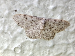Idaea cervantaria