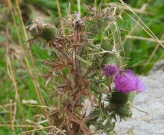 Carduus acanthoides