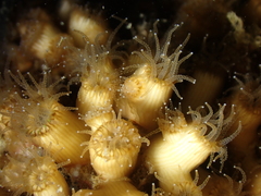 Cladocora caespitosa