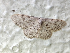 Idaea cervantaria