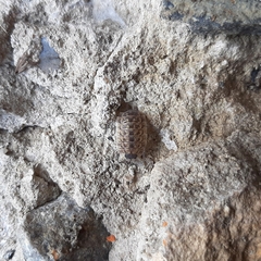 Porcellio spinicornis
