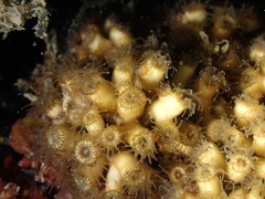 Cladocora caespitosa