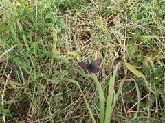 Lycaena tityrus