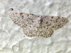 Idaea cervantaria