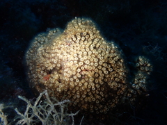 Cladocora caespitosa