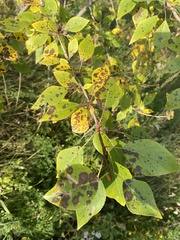 Populus laurifolia