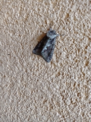 Allophyes oxyacanthae