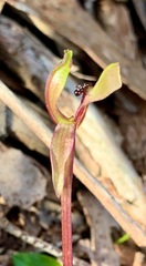 Chiloglottis trapeziformis