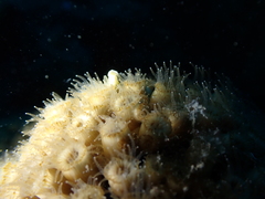 Cladocora caespitosa