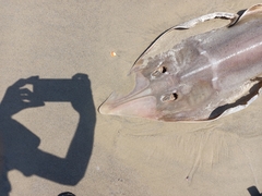 Glaucostegus cemiculus