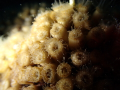 Cladocora caespitosa