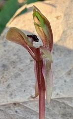 Chiloglottis trapeziformis
