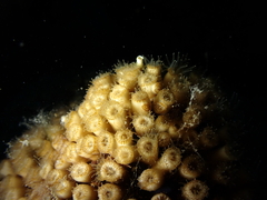 Cladocora caespitosa