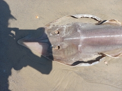 Glaucostegus cemiculus