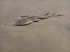 Glaucostegus cemiculus