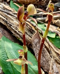 Chiloglottis trapeziformis