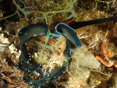 Bonellia viridis