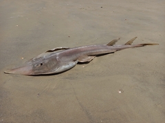 Glaucostegus cemiculus