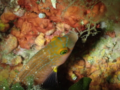 Symphodus mediterraneus