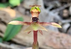 Chiloglottis trapeziformis