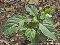 Clerodendrum longiflorum