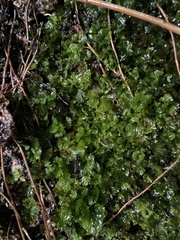 Crepidomanes minutum