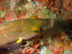 Symphodus mediterraneus
