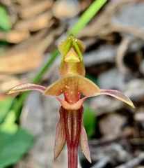 Chiloglottis trapeziformis