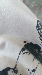 Chilocorus bipustulatus