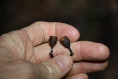 Corymbia gummifera