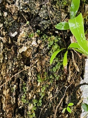 Crepidomanes minutum