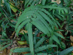 Amblovenatum terminans