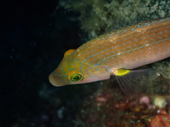 Symphodus mediterraneus