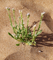 Cakile maritima