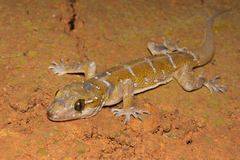 Hemidactylus prashadi